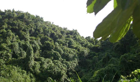 鹦歌岭体验海南热带雨林的七种风情